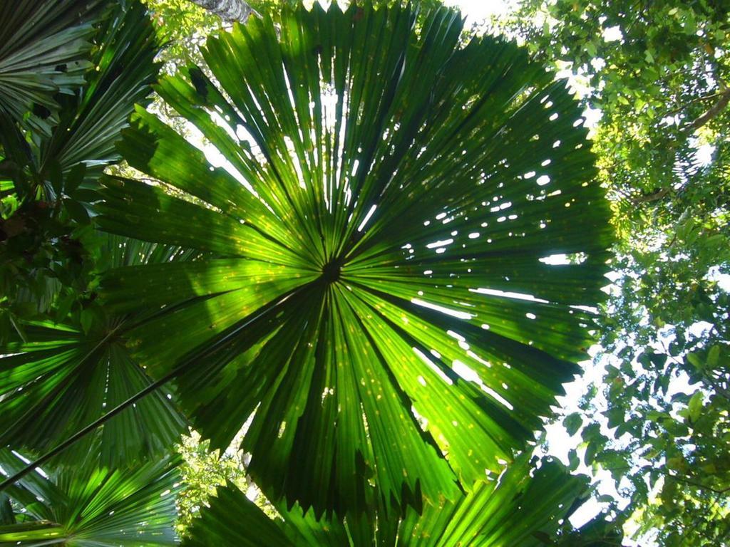Port Douglas Retreat Ngoại thất bức ảnh